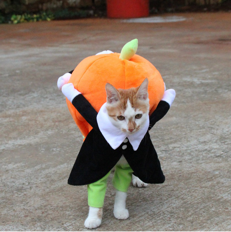 Halloween Pumpkin Costume for Cats