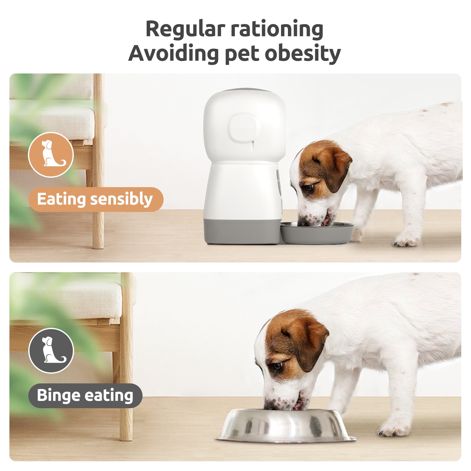Pet's Automatic Food Dispenser