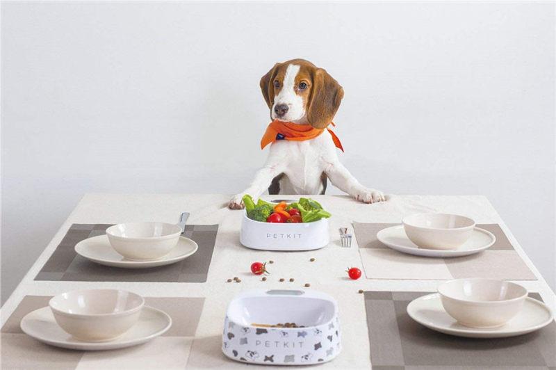 Smart Feeding Bowl for Dogs