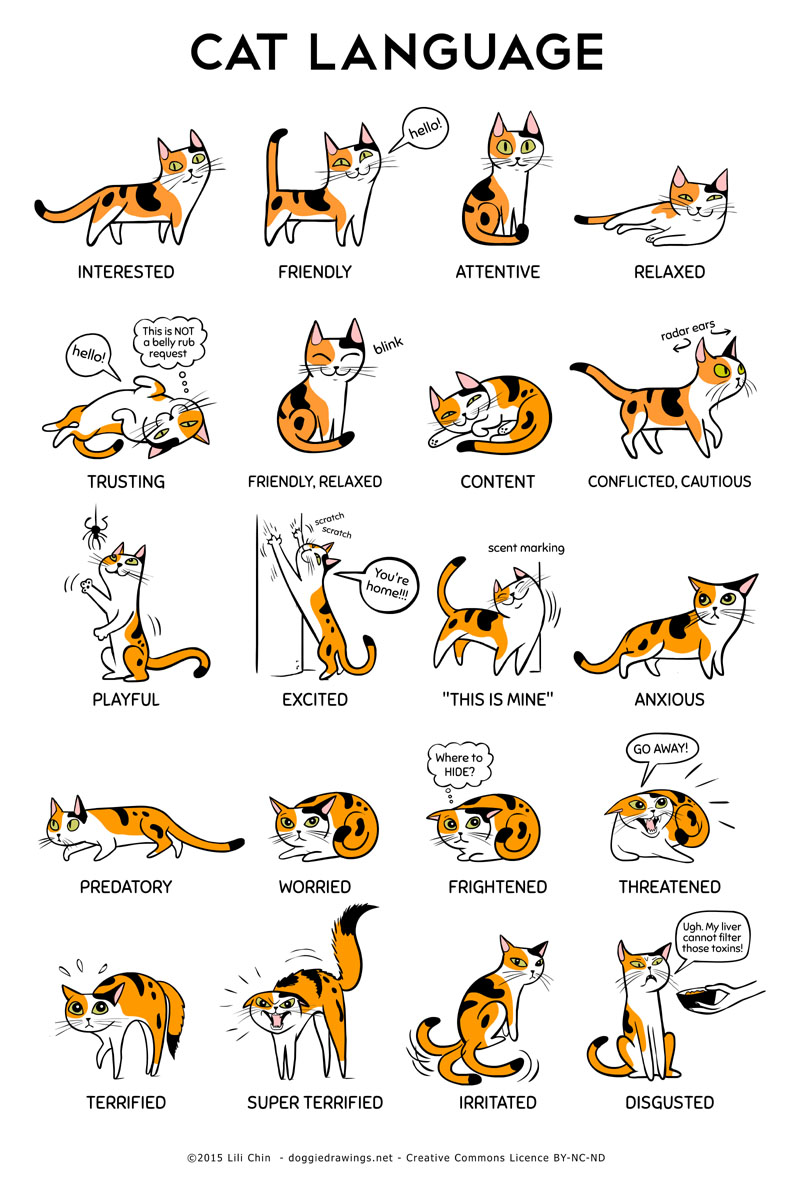 cat language