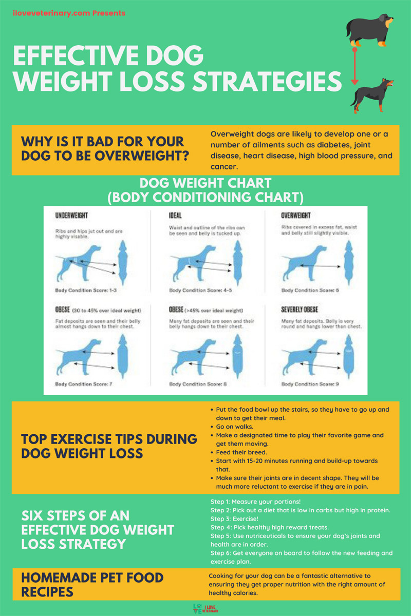effective dog weight loss strategies