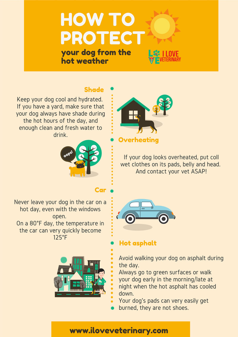 how to protect your dog from hot weather