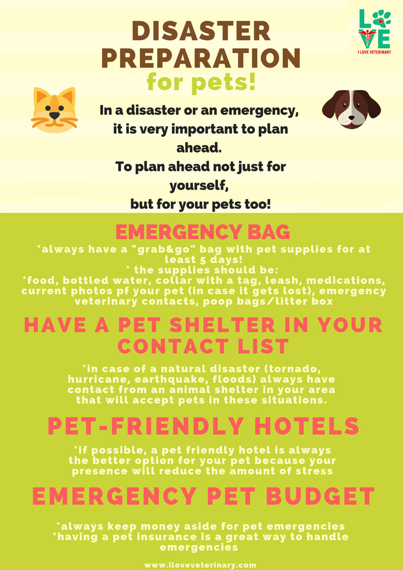 disaster preparation for dogs
