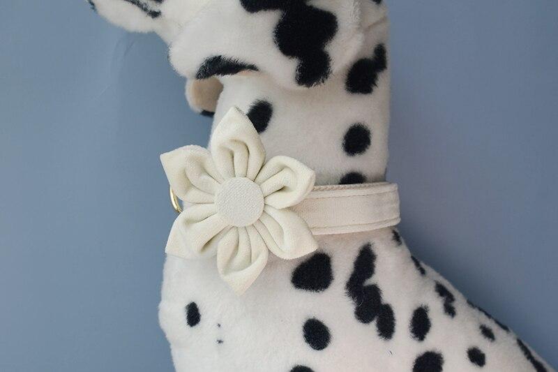 Dog's Personalized White Collar